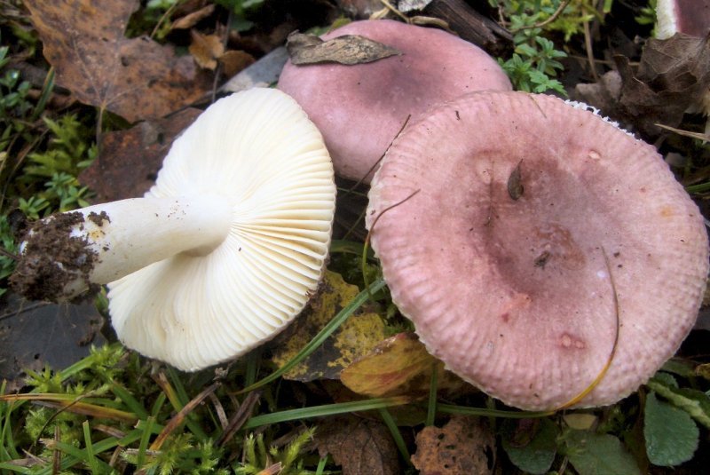 Russula sp di pioppo